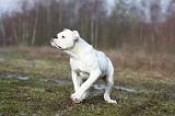 BOULEDOGUE AMERICAIN 003